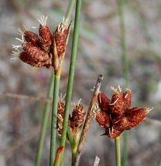 Hellmuthia membranacea