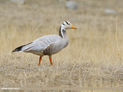 Bar-headed Goose