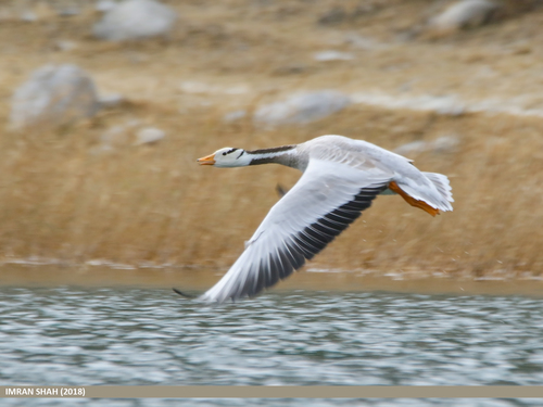 Bar-headed Goose