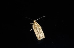 Agonopterix umbellana