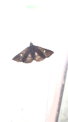 Cidariplura gladiata