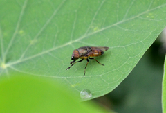 Stomorhina obsoleta