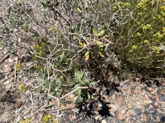 Eriogonum corymbosum