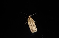 Agonopterix umbellana