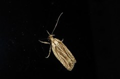 Agonopterix umbellana