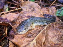 Ambystoma talpoideum