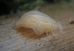 Helobdella