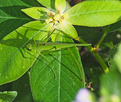 Phaneroptera gracilis