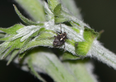 Cardipennis shaowuensis