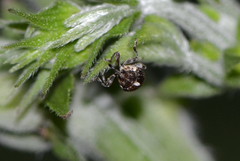 Cardipennis shaowuensis