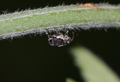 Cardipennis shaowuensis