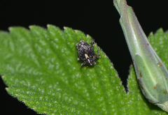 Cardipennis shaowuensis