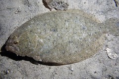 Pseudorhombus arsius