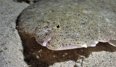 Pseudorhombus arsius