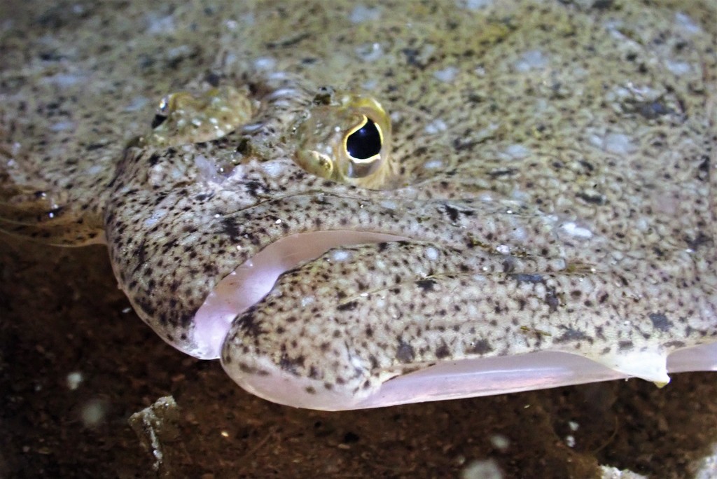 Largetooth Flounder from Sydney NSW, Australia on August 15, 2021 at 07 ...