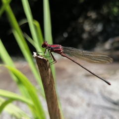 Argia funcki