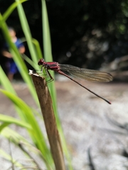 Argia funcki