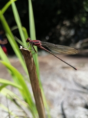 Argia funcki