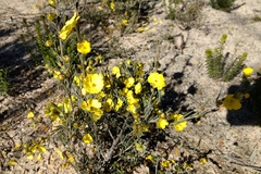 Hibbertia virgata
