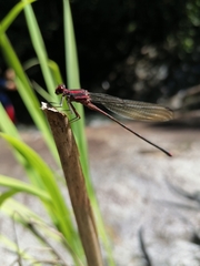 Argia funcki
