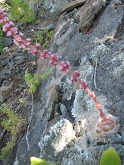 Crassula barbata