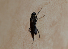 Ptecticus japonicus