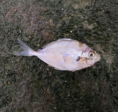 Leiognathidae