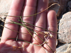 Juncus parryi