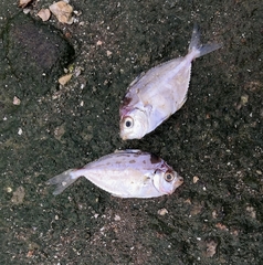 Leiognathidae