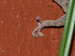 Gekko swinhonis