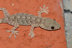 Gekko swinhonis
