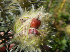 Phylica pubescens pubescens