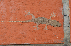 Gekko swinhonis