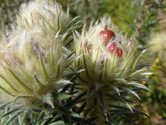 Phylica pubescens pubescens
