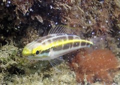 Pentapodus paradiseus