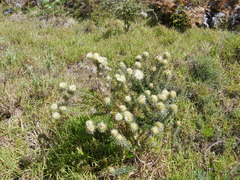 Phylica pubescens pubescens