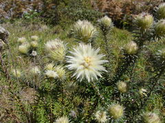 Phylica pubescens pubescens