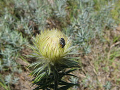 Phylica pubescens pubescens