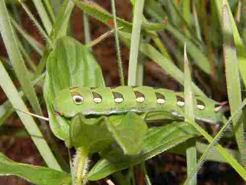 Small Verdant Hawkmoth