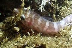 Aspasmogaster costata