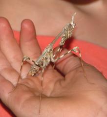 Empusa binotata