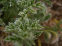 Pelargonium appendiculatum