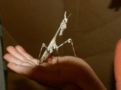 Empusa binotata