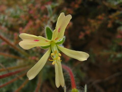 Pelargonium appendiculatum