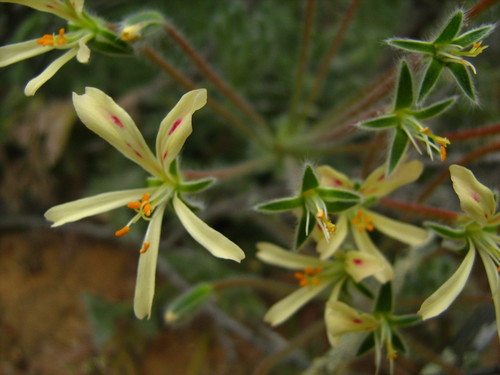 Pelargonium appendiculatum (L.f.) Willd.