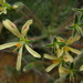 Pelargonium appendiculatum - Photo (c) janeennichols, algunos derechos reservados (CC BY-NC)