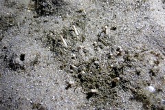 Anemonactis clavus