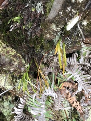 Psilotum complanatum