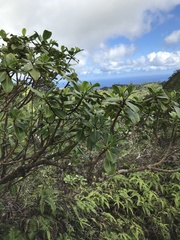 Psychotria mariniana