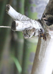 Leucospis sinensis